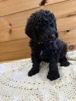 Buddy, a male Labradoodle for sale in Benton, IL – Photo 5 of 5