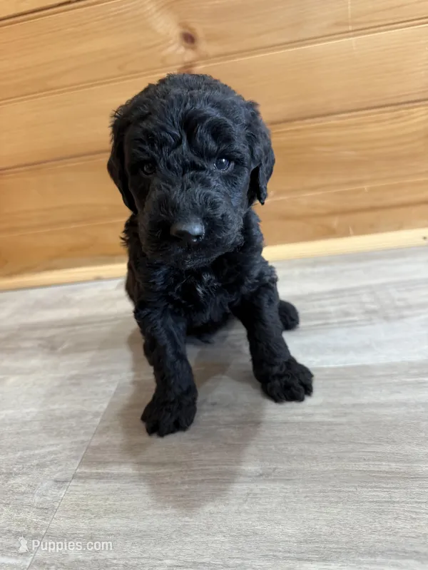 Buddy – Labradoodle puppy for sale in Benton, IL