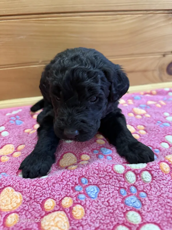 Buddy – Labradoodle puppy for sale in Benton, IL