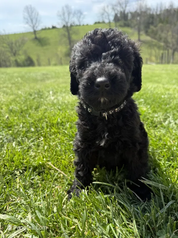 Buddy – Labradoodle puppy for sale in Benton, IL