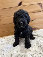 Buddy, a male Labradoodle for sale in Benton, IL – Photo 2 of 5
