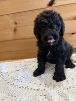 Buddy, a male Labradoodle for sale in Benton, IL – Photo 4 of 5