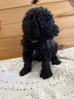 Buddy, a male Labradoodle for sale in Benton, IL – Photo 3 of 5