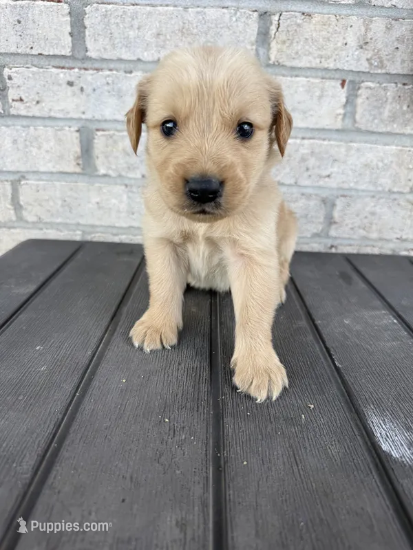 Bo – Golden Retriever puppy for sale in Benton, IL