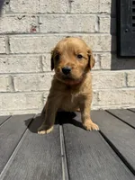 Marley, a female Golden Retriever for sale in Benton, IL – 1 of 4