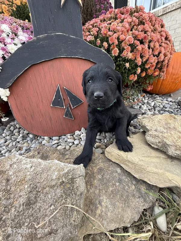 Jasper – Labradoodle puppy for sale in Benton, IL