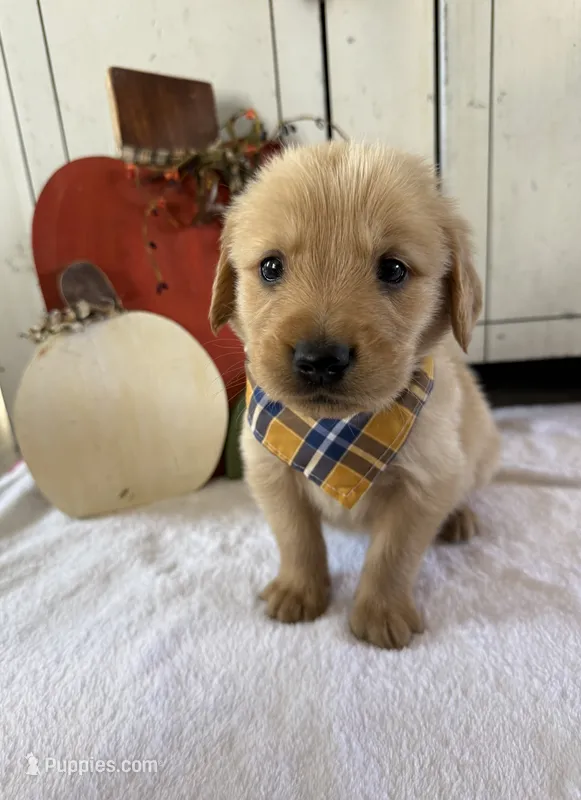 Benji – Golden Retriever puppy for sale in Benton, IL