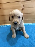 Finn, a male Golden Retriever for sale in Benton, IL – Photo 1 of 4