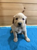 Finn, a male Golden Retriever for sale in Benton, IL – Photo 2 of 4