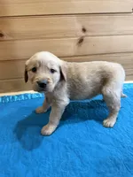 Finn, a male Golden Retriever for sale in Benton, IL – Photo 4 of 4