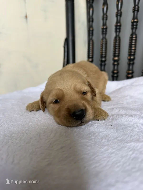 Honey – Golden Retriever puppy for sale in Benton, IL