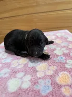 Tank, a male Labradoodle for sale in Benton, IL – Photo 4 of 6