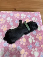 Tank, a male Labradoodle for sale in Benton, IL – Photo 6 of 6