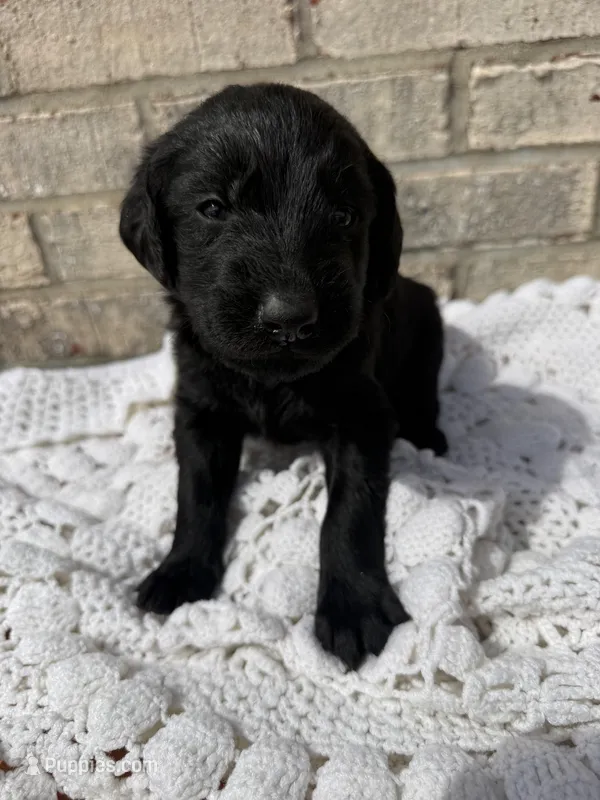 Tank – Labradoodle puppy for sale in Benton, IL