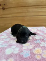 Tank, a male Labradoodle for sale in Benton, IL – Photo 2 of 6