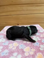 Tank, a male Labradoodle for sale in Benton, IL – Photo 5 of 6