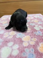 Tank, a male Labradoodle for sale in Benton, IL – Photo 3 of 6