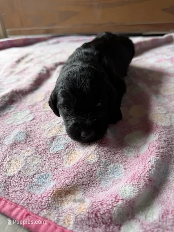 Tank – Labradoodle puppy for sale in Benton, IL