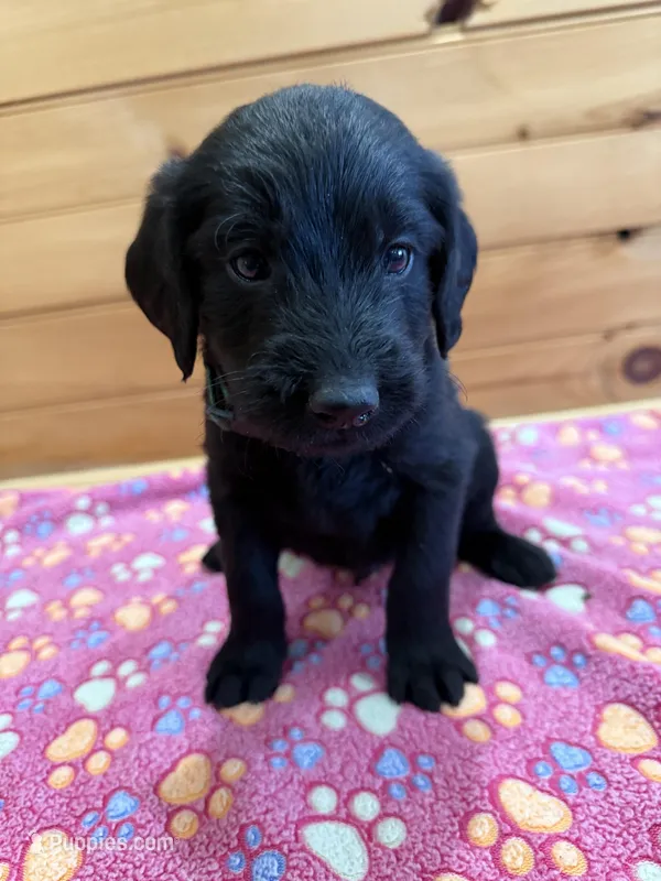 Tank – Labradoodle puppy for sale in Benton, IL