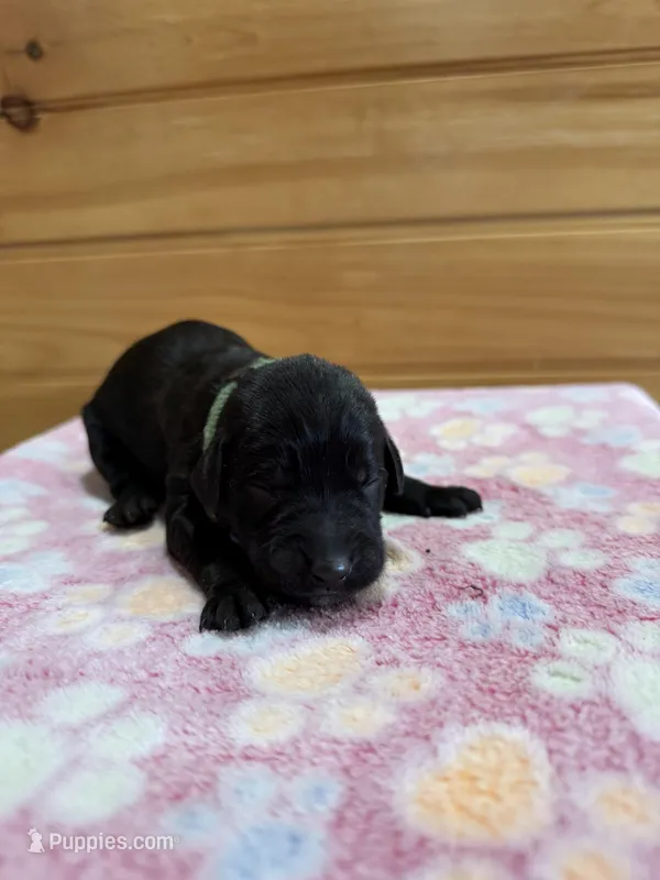 Tank, a male Labradoodle for sale in Benton, IL – Photo 1 of 6