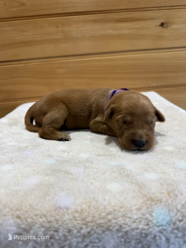 Roxy – Golden Retriever puppy for sale in Benton, IL