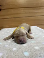 Pebbles, a female Golden Retriever for sale in Benton, IL – 1 of 5