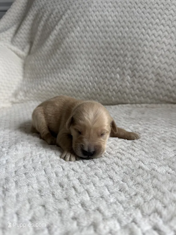 Benji – Golden Retriever puppy for sale in Benton, IL