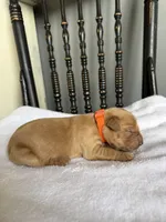 Izzy, a female Golden Retriever for sale in Benton, IL – 4 of 5