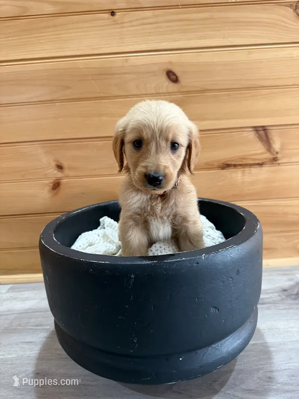 River – Golden Retriever puppy for sale in Benton, IL