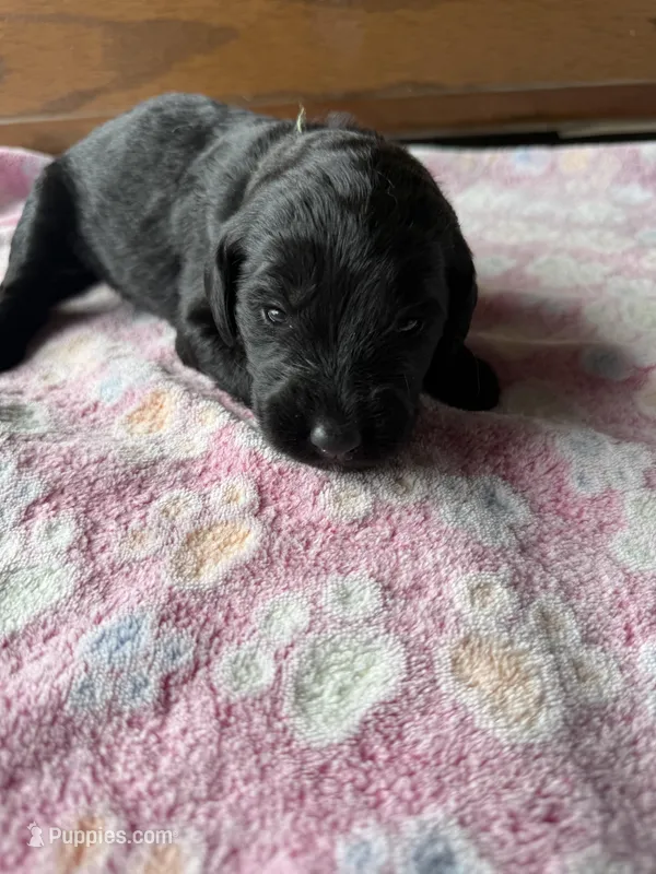 Maple – Labradoodle puppy for sale in Benton, IL