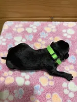 Maple, a female Labradoodle for sale in Benton, IL – Photo 5 of 5