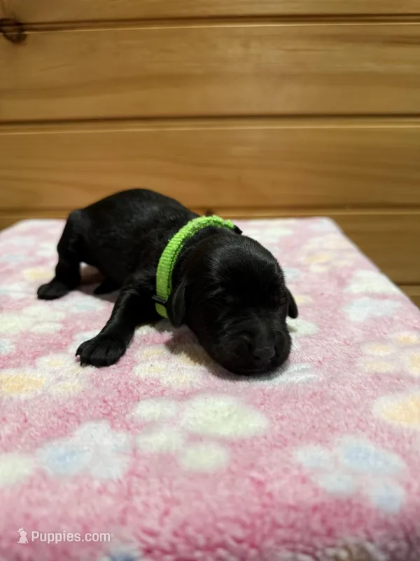 Maple, a female Labradoodle for sale in Benton, IL – Photo 1 of 5