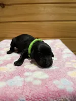 Maple, a female Labradoodle for sale in Benton, IL – Photo 1 of 5