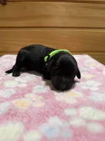 Maple, a female Labradoodle for sale in Benton, IL – Photo 2 of 5