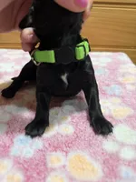 Maple, a female Labradoodle for sale in Benton, IL – Photo 4 of 5