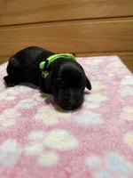 Maple, a female Labradoodle for sale in Benton, IL – Photo 3 of 5