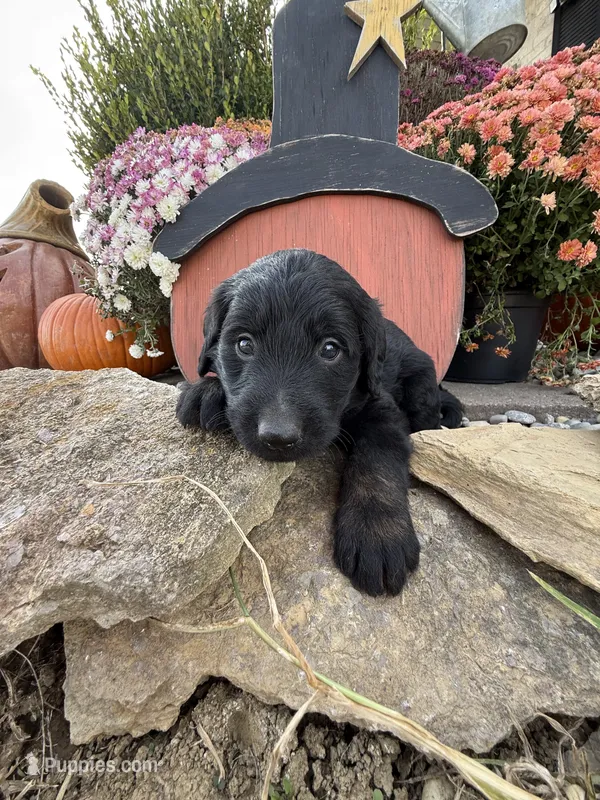 Pepper – Labradoodle puppy for sale in Benton, IL