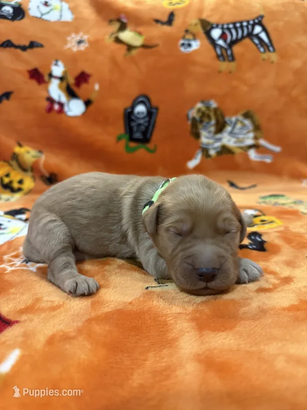 Buzz – Goldendoodle puppy for sale in Benton, IL