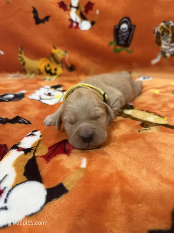 Woody – Goldendoodle puppy for sale in Benton, IL