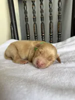 Roscoe, a male Golden Retriever for sale in Benton, IL – 3 of 5