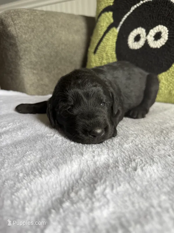 Jasper – Labradoodle puppy for sale in Benton, IL