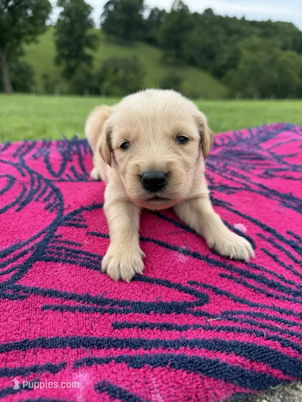 Bo – Golden Retriever puppy for sale in Benton, IL