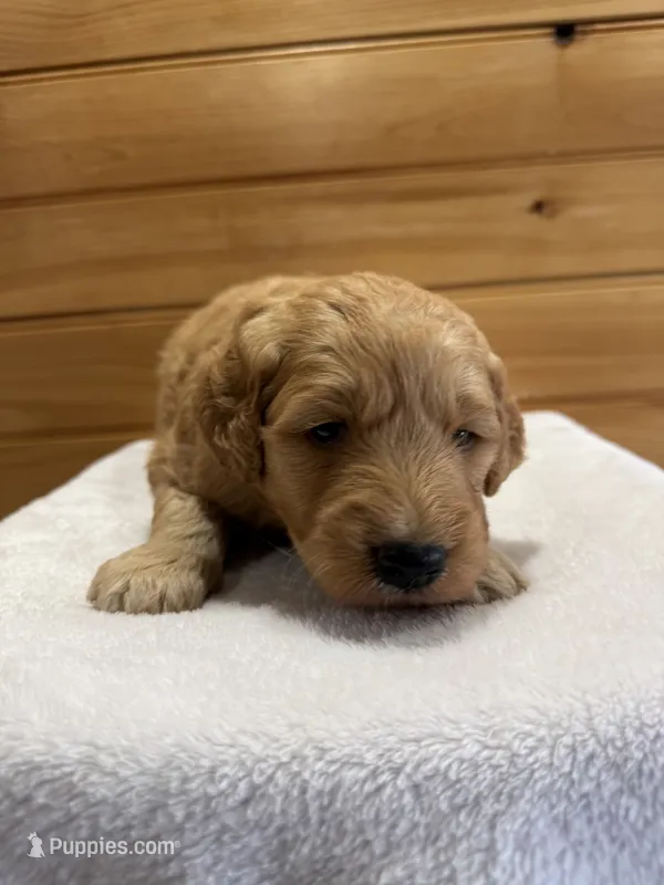 Honey – Goldendoodle puppy for sale in Benton, IL