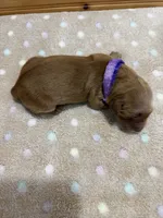 Roxy, a female Golden Retriever for sale in Benton, IL – 6 of 6