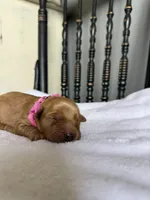 Maple, a female Golden Retriever for sale in Benton, IL – 2 of 6