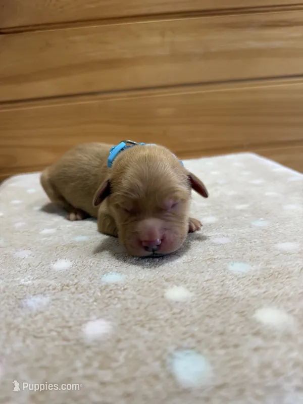 Clyde – Golden Retriever puppy for sale in Benton, IL