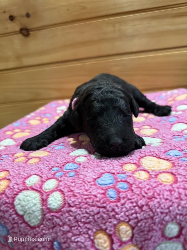 Sky – Labradoodle puppy for sale in Benton, IL