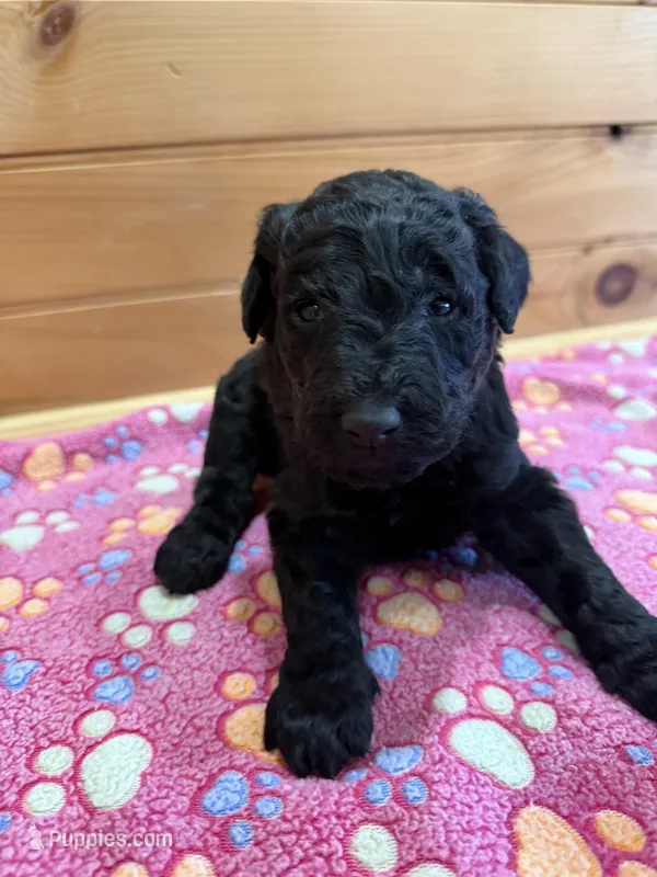 Sky – Labradoodle puppy for sale in Benton, IL