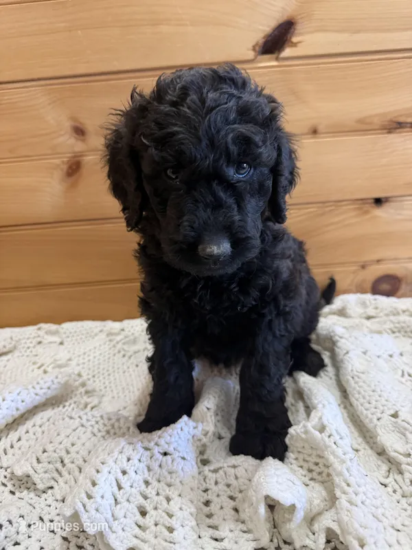 Sky – Labradoodle puppy for sale in Benton, IL