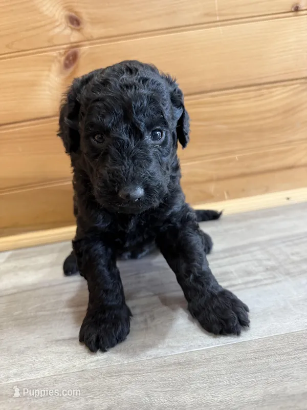 Sky – Labradoodle puppy for sale in Benton, IL
